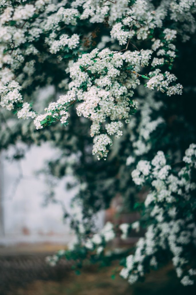 Bilde av en busk som blomstrer med små, hvite blomster